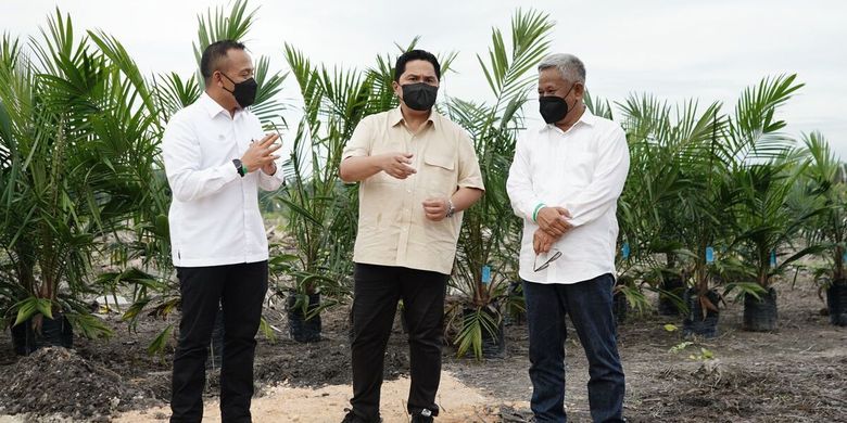 Wow! Erick Thohir: Banyak Perusahaan Kontrol Bibit Sawit Unggul, PTPN Buka Lebar untuk Petani