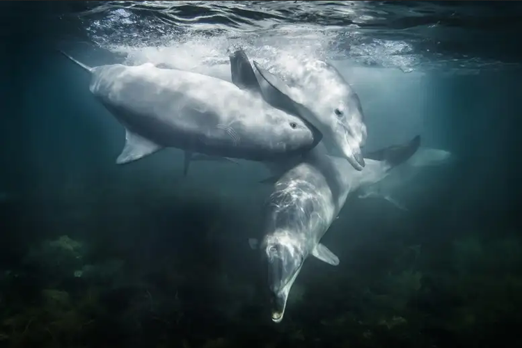Lumba-lumba hidung botol.