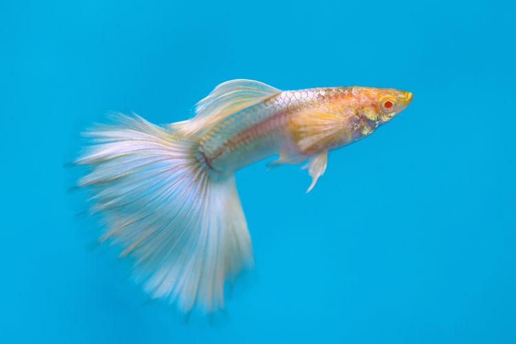 ikan albino guppy