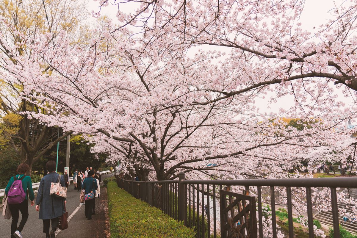 Ilustrasi bunga sakura di sekitar Sungai Yamazaki, Nagoya, Jepang. 