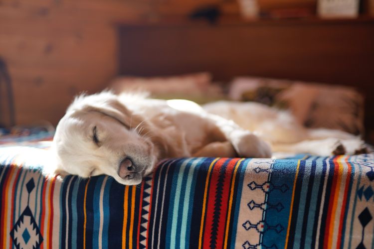Penyebab anjing suka menggigit juga bisa karena kaget, terutama ketika sedang tidur atau ada seseorang atau sesuatu yang tiba-tiba mendekat dari belakang.