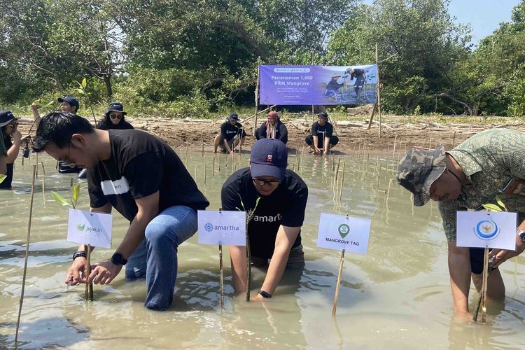 PT Amartha Mikro Fintek (Amartha) menjalin kolaborasi bersama Jejakin, perusahaan teknologi yang berfokus pada masalah perubahan iklim, melestarikan lingkungan dengan menanam 1.000 bibit pohon mangrove di wilayah pesisir Pantai Morodemak, Kabupaten Demak, Jawa Tengah, Kamis (10/8/2023).