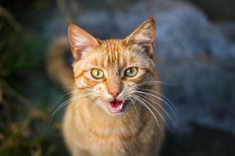 Ilustrasi kucing mengeong. Suara kucing memiliki banyak arti yang berbeda, yang perlu diketahui pemiliknya. 