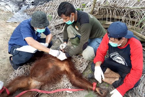 Satu Orangutan Liar Dievakuasi dari Kebun Warga, Diduga Tersesat