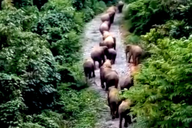 video kawanan gajah liar yang direkam warga di Kecamatan Sakti kabupaten Pidie saat turun ke pemukiman penduduk, Selasa (06/11/2018).