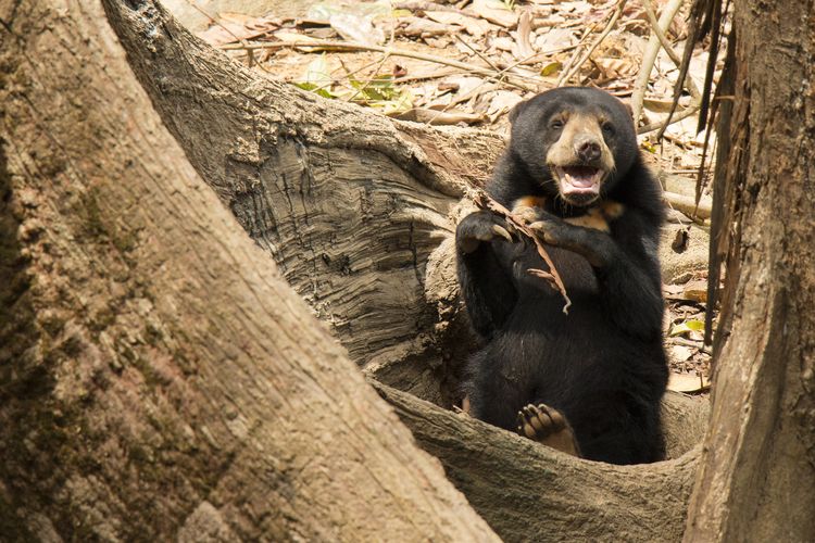 Sun Bear di pusat penyelamatan dan rehabilitasi