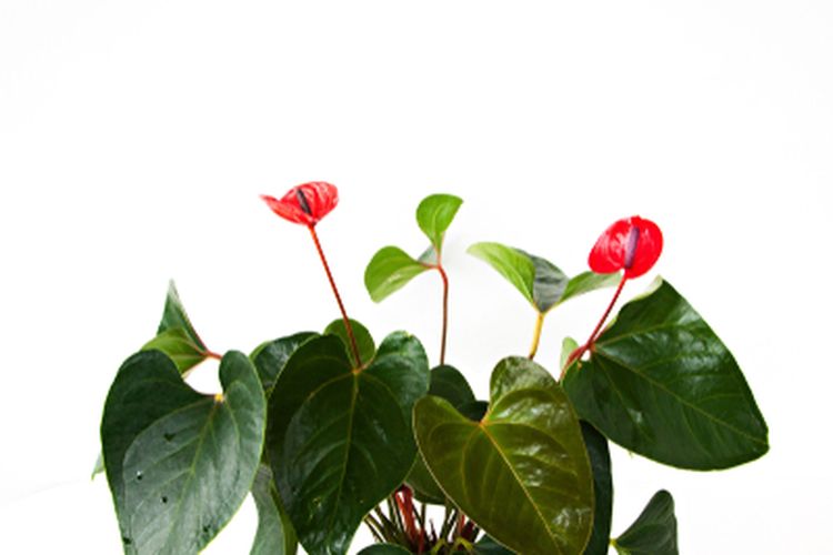 Ilustrasi anthurium. 