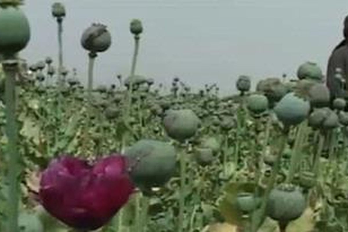 Taliban dan kelompok kejahatan meraup sekitar 100 juta dollar AS dari penjualan opium.