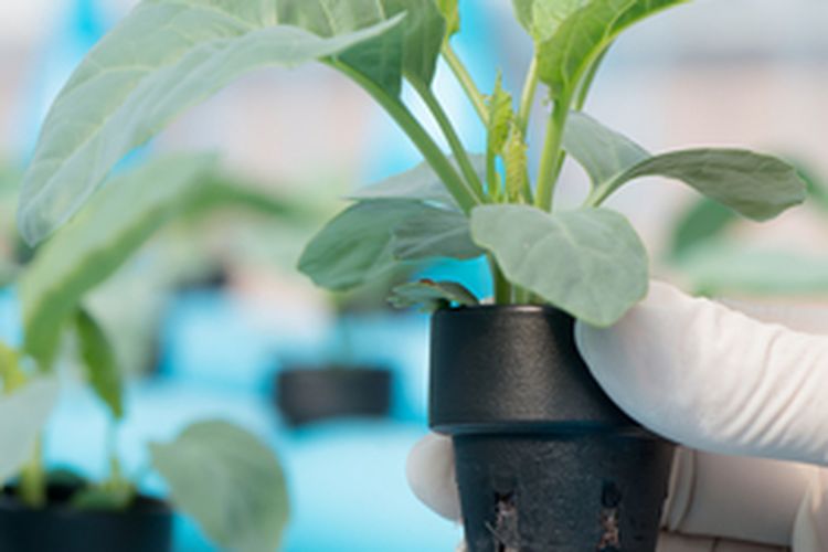 Ilustrasi tanaman hidroponik