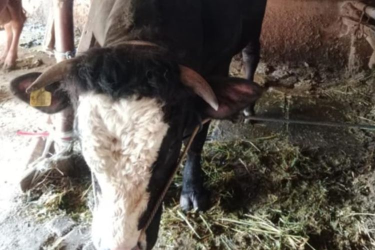 Sapi yang dibeli Presiden Prabowo dari seorang peternak di Kota Malang, Jawa Timur, bernama Susanto Hari Asmoro. 