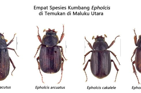 4 Spesies Baru Kumbang Epholcis dari Maluku