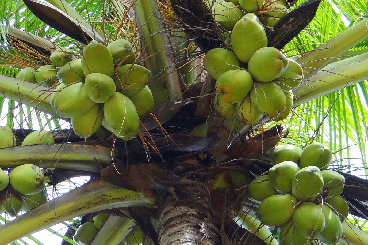 Ilustrasi tanaman kelapa, pohon kelapa. 