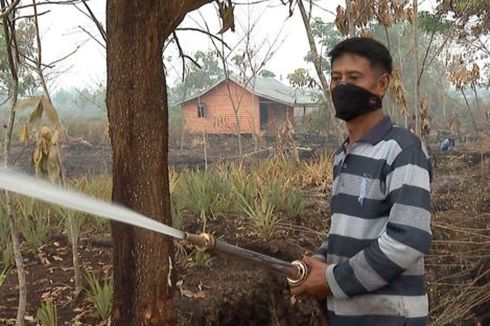 Lahan Gambut Bekas Karhutla di Kalbar Bakal Ditanami Ubi Kayu dan Nanas