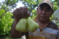 Tanam Jambu Air di Pekarangan Rumah, Udin Hasilkan Rp 20 Juta per Bulan