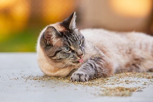 6 Cara Mencegah Hairball pada Kucing 