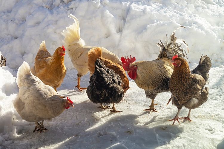 Seekor Rubah Mati Dikeroyok Ratusan Ekor Ayam  Betina 