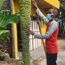Pohon Pisang Unik di Boyolali Buahnya Ratusan, Tinggi Tandan Hampir 2,5 Meter