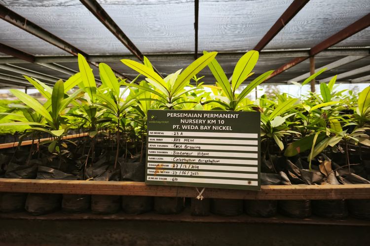 Pembibitan tanaman endemik untuk reklamasi tambang di fasilitas pembibitan PT Weda Bay Nickel