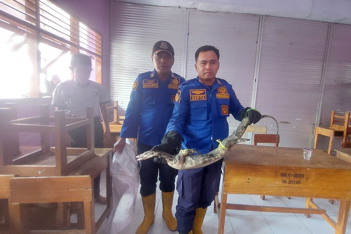 Petugas Damkar Pemkab Madiun menunjukkan biawak sepanjang satu meteran yang dievakuasi dari salah satu ruang kelas SMKN 1 Geger, Kabupaten Madiun, Jawa Timur, Minggu (27/7/2025).