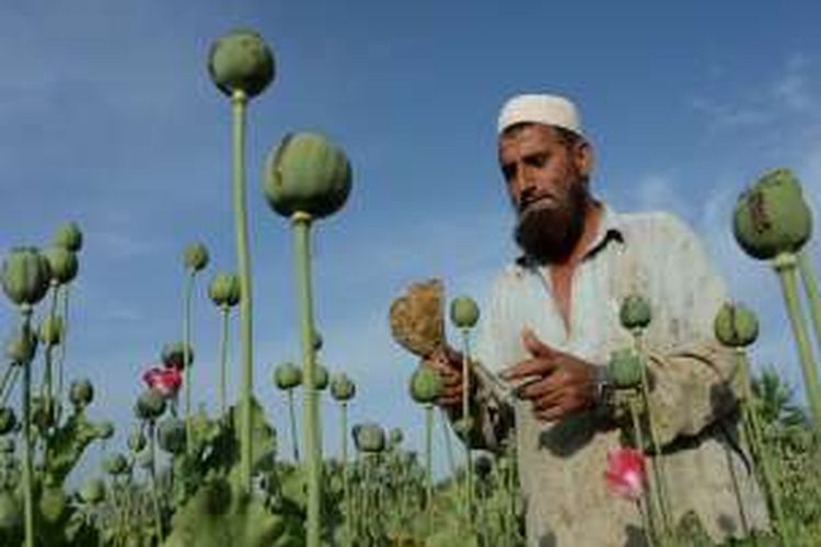 Seorang petani opium sedang memeriksa tanamannya di distrik Chargarhar, provinsi Nangarhar, Afganistan. Negeri Asia Tengah ini merupakan penghasil opium terbesar di dunia.