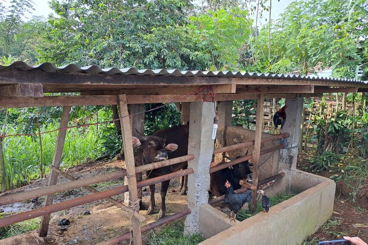 Sapi di Desa Tangsi Baru, Kecamatan Kabawetan, Kabupaten Kepahiang, Bengkulu terkena Penyakit Mulut dan Kuku (PMK)