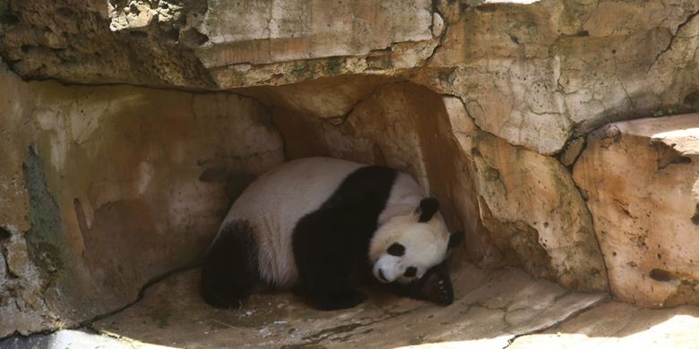 Seekor panda (Ailuropada melanoleuca) asal China diperlihatkan seusai proses karantina di Istana Panda Indonesia, Taman Safari Indonesia Bogor, Jawa Barat, Rabu (1/11/2017). Sepasang panda, Cai Tao (jantan) dan Hu Chun (betina) yang berasal dari pengembangbiakan di China Wildlife Conservation Association (CWCA) akan diperkenalkan untuk publik pada November 2017 ini.