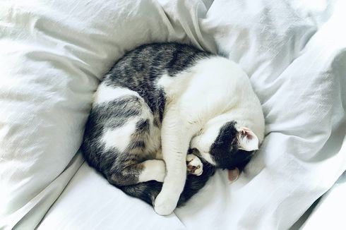 Alasan Kucing Melakukan Gerakan Melingkar Sebelum Tidur