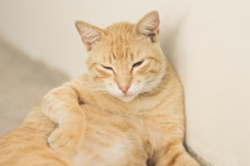 5 Tips Sederhana Menurunkan Berat Badan Kucing