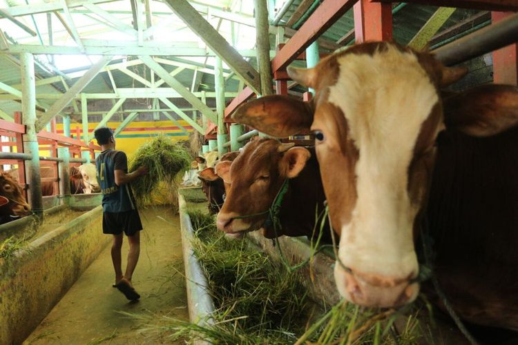 Penularan PMK di Kabupaten Bandung mencapai angka 1.276 ekor terdiri dari jenis Sapi, Domba dan Kerbau. Pemerintah Daerah (Pemda) Kabupaten Bandung siapkan anggaran gun antisipasi penyebaran.