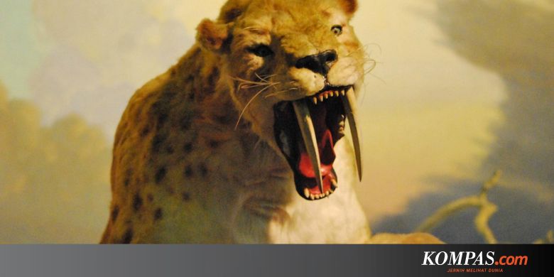 Unduh 80 Gambar Harimau Gigit Pedang Terbaik HD Pixabay Pro