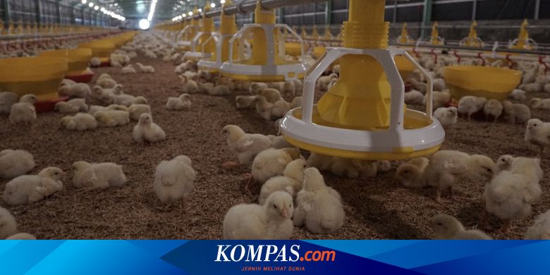 Jaga Stabilitas Harga Ayam, Kemendag Minta BUMN Intervensi