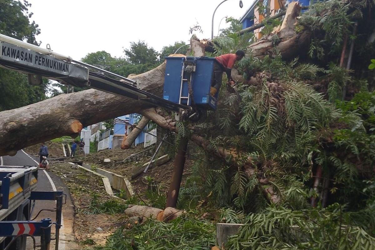 Petugas mengevakuasi pohon tumbang di salah satu titik terdampak cuaca ekstrem di Kota Semarang, Rabu (18/2/2026).