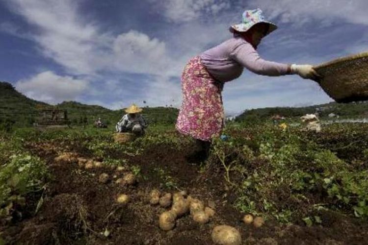 Petani memanen kentang di sekitar Candi Setiyaki di Dieng Kulon, Kecamatan Batur, Kabupaten Banjarnegara, Selasa (27/12). Masuknya kentang Impor dari China menghimpit petani kentang lokal dari dataran tinggi Dieng untuk memperebutkan pasar.  