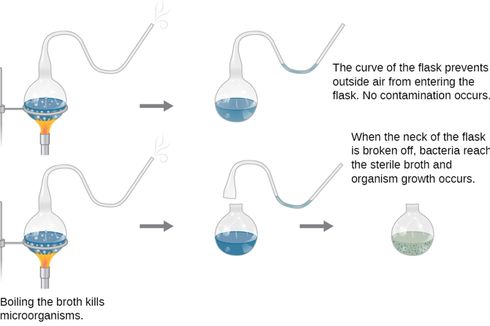Percobaan Louis Pasteur yang Menentang Teori Generasi Spontan