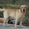 5 Jenis Olahraga yang Bisa Diberikan untuk Anjing Peliharaan