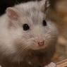Cara Membedakan Hamster Jantan dan Betina, Pemilik Harus Tahu