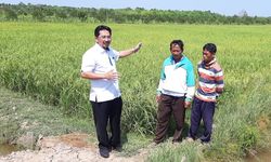 Optimalkan Lahan Rawa, Kementan Gencar Galakan Program Serasi
