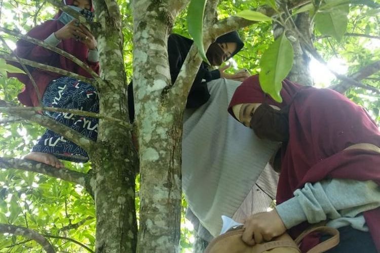 Demi kuliah secar online,  mahasiswa di Dusun Salu Lompo  Desa Rante Alang,  Kecamatan  Larompong,  Kabupaten Luwu,  Sulawesi Selatan, terpaksa harus mencari signal jaringan komunikasi internet di puncak gunung dengan menempuh jarak sekitar 7 km setiap harinya, bahkan harus memanjat pohon agar bisa mendapatkan jaringan internet. Rabu (13/05/2020),