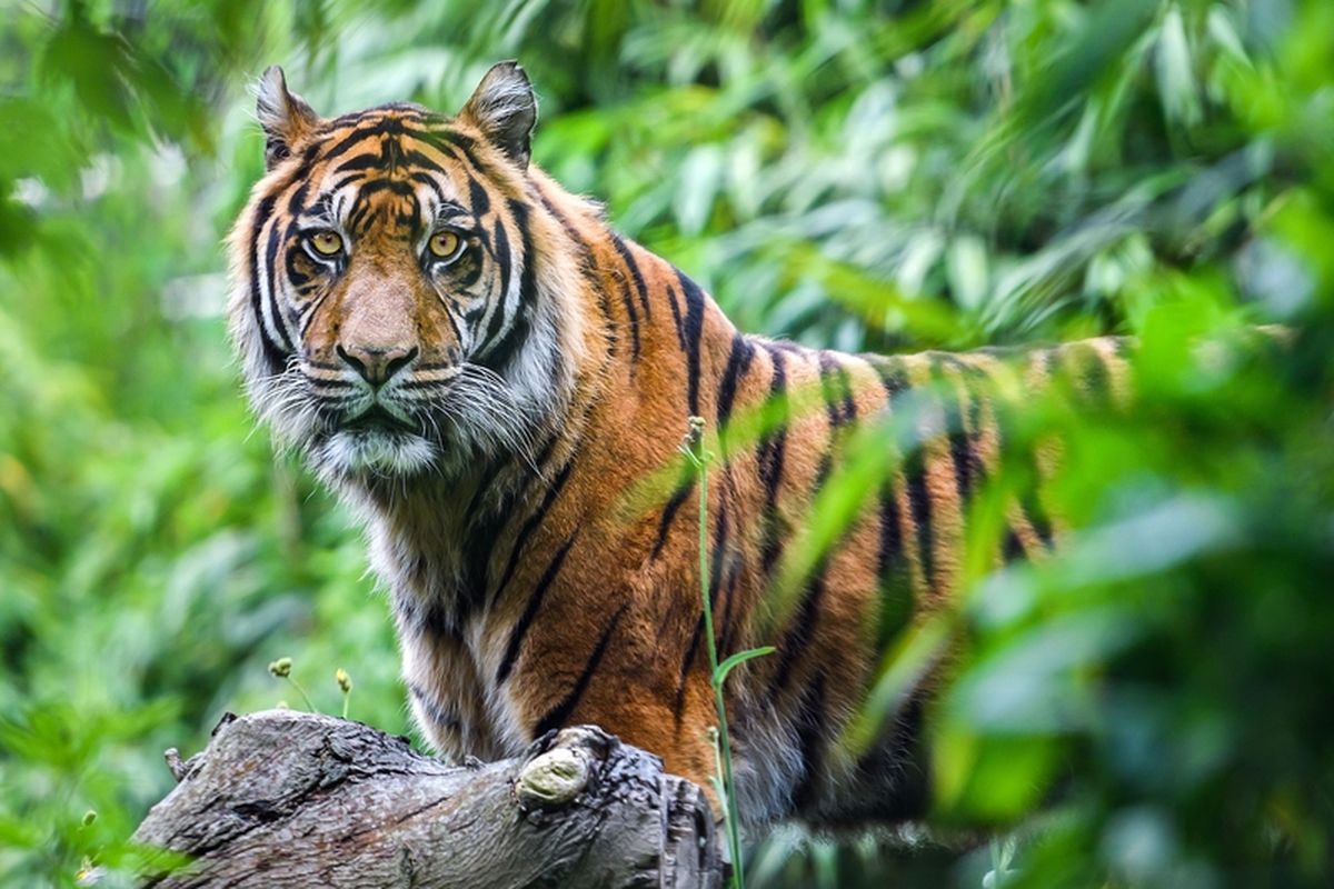 Harimau Sunda terancam punah.