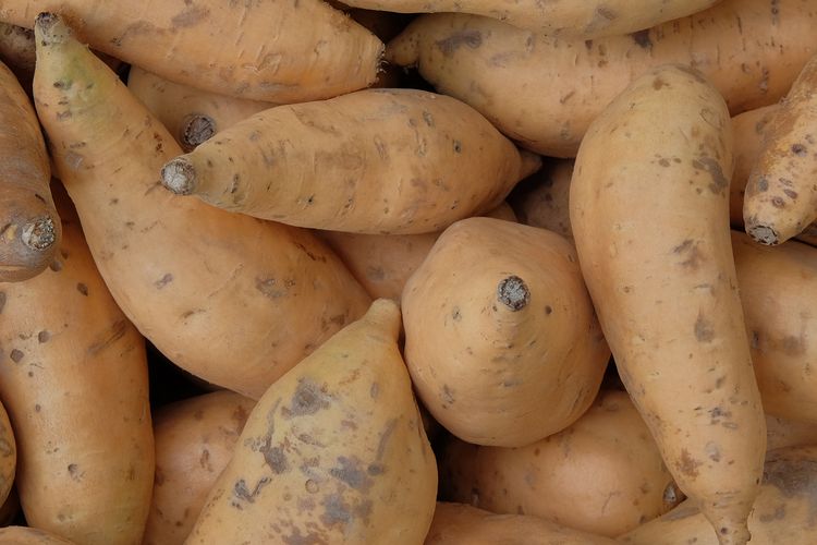 Ubi cilembu yang telah dipanen