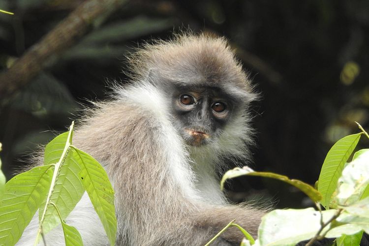 Monyet surili atau White Thighed Surili Monkey (Presbytis siamensis)