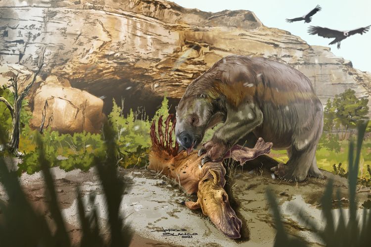 Ilustrasi kungkang Mylodon darwinii sedang menyantap makanannya