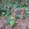Anjing Pelacak 4 Anak Hilang di Amazon Hilang, Jadi Target Penyelamatan Sendiri