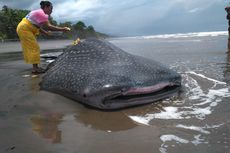 Mengenal Hiu Tutul, Ikan Terbesar di Dunia