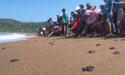 Yuk Ikut Melepas Tukik Di Pantai Kili-kili Trenggalek