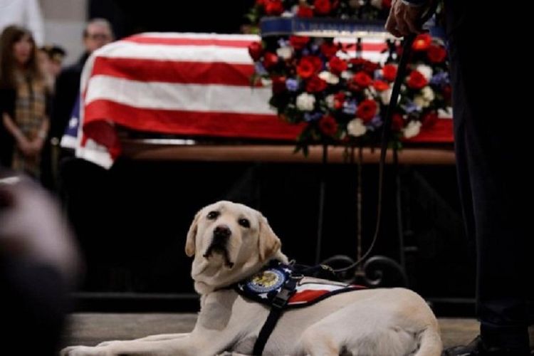 Sully, anjing mendiang Presiden Amerika Serikat george HW Bush.