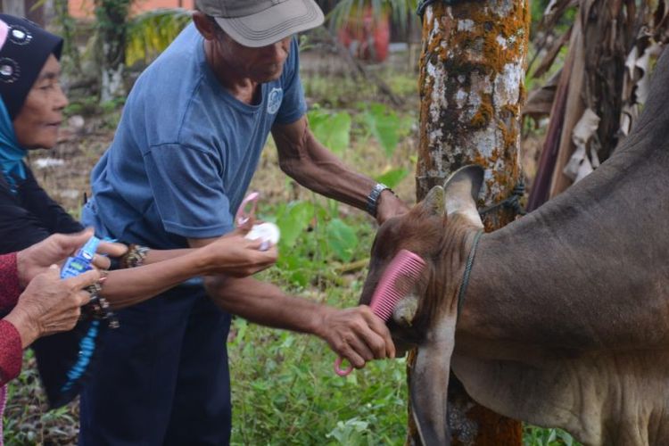 Hewan kurban saat di dandani di sebuah daerah di Kabupaten Agam. doc