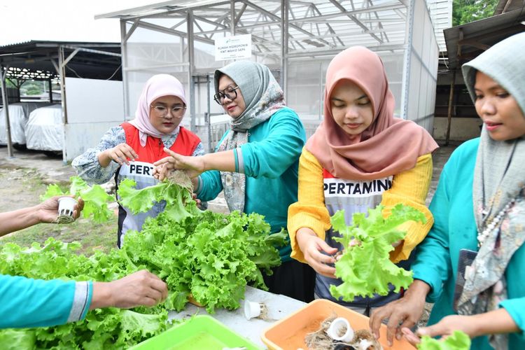 Kelompok Wanita Tani Wanita Hidroponik Sadar Pangan (KWT Wahid Sapa) memisahkan basket dan mencabut
akar daun selada di Area Rumah Hidroponik Binaan Pertamina Energy Terminal Tanjung Sekong, pada Selasa (10/2).