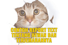 Contoh Report Text Tentang Hewan dan Terjemahannya