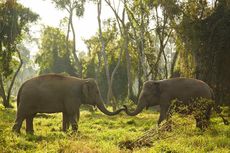 Hotel di Thailand ini Tawarkan Field Trip Virtual Gratis untuk Lihat Gajah